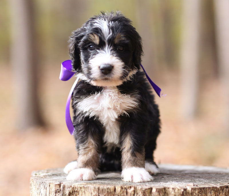 Bernedoodle Puppy 