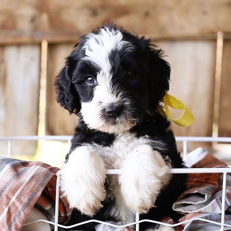 Sheepadoodle Puppy 