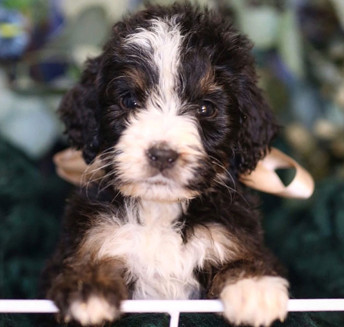 Mini Bernedoodle puppy by Wanderlust Doodles in Virginia