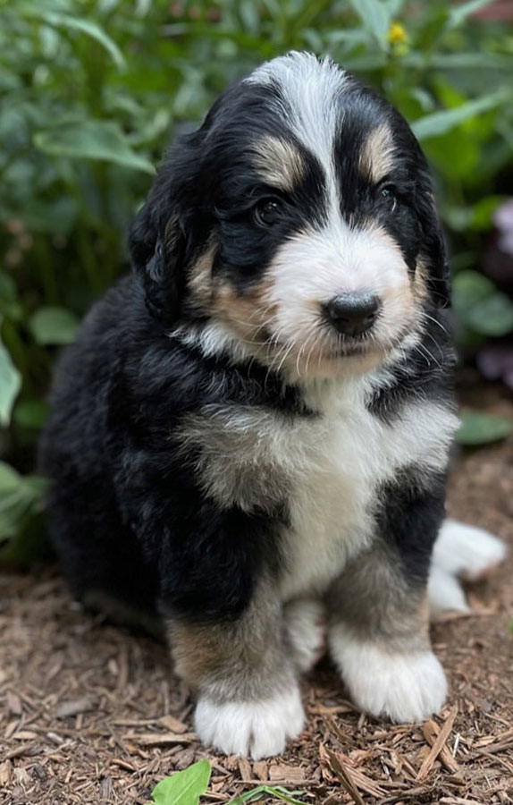 Bernedoodle Puppy from Wanderlust Doodles in Virginia