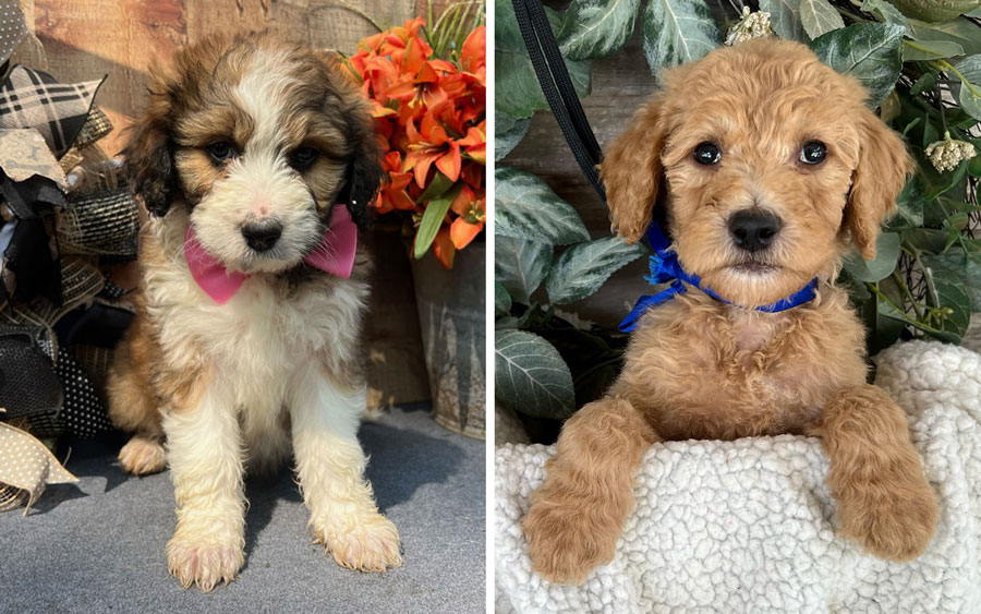 Goldendoodle and Aussiedoode Puppies in Northern Virginia