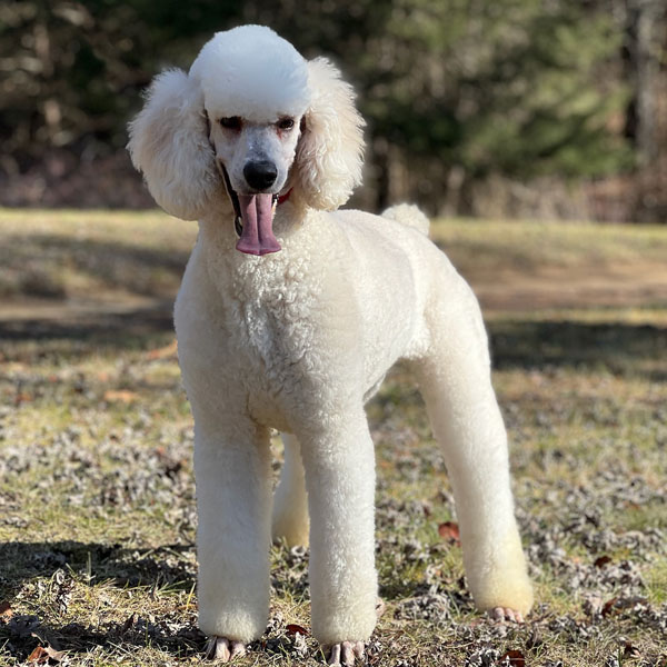 Freedom - Poodle