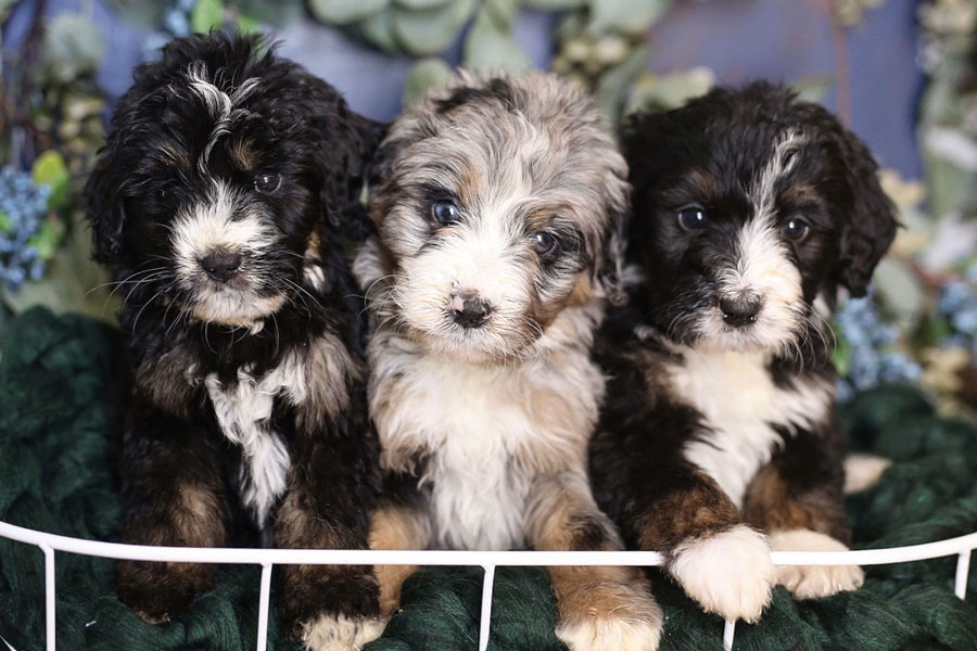 bernedoodle puppies