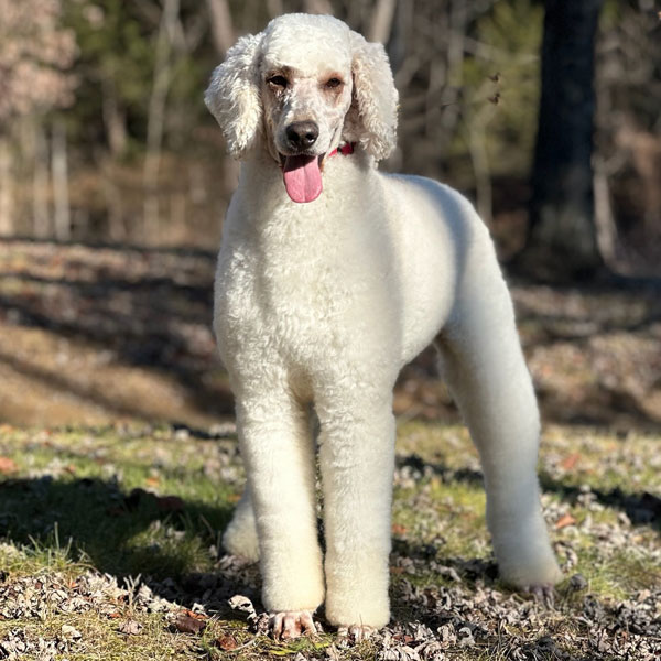 Rebel - Poodle