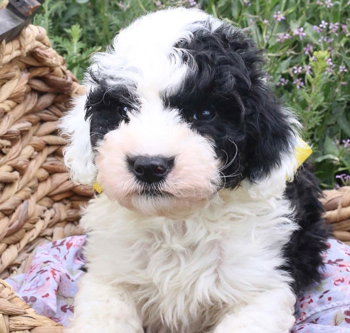 Sheepadoodle Puppy by Wanderlust Doodles in Virginia