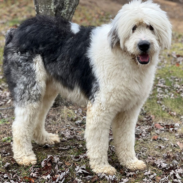 Sheepadoodle Dad